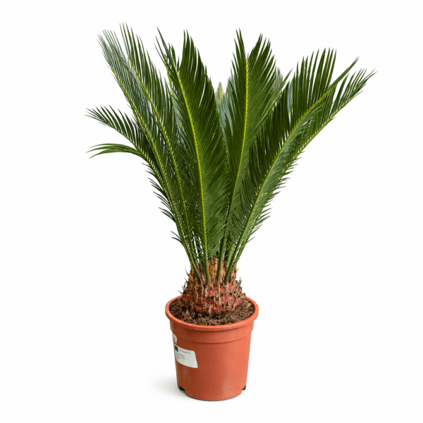 Cycas 80cm