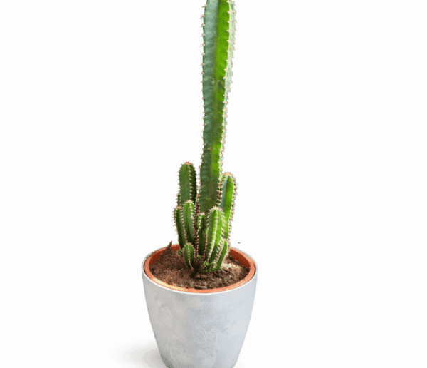 Trendyplants – Euphorbia Acrurensis – Kaktus 65cm