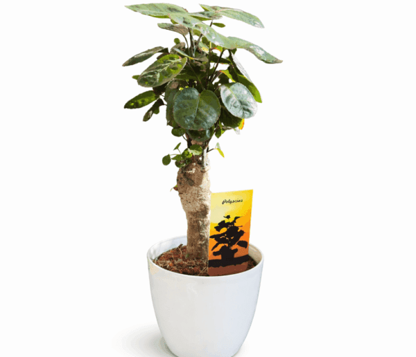 Polyscias scutellaria Fabian 45cm
