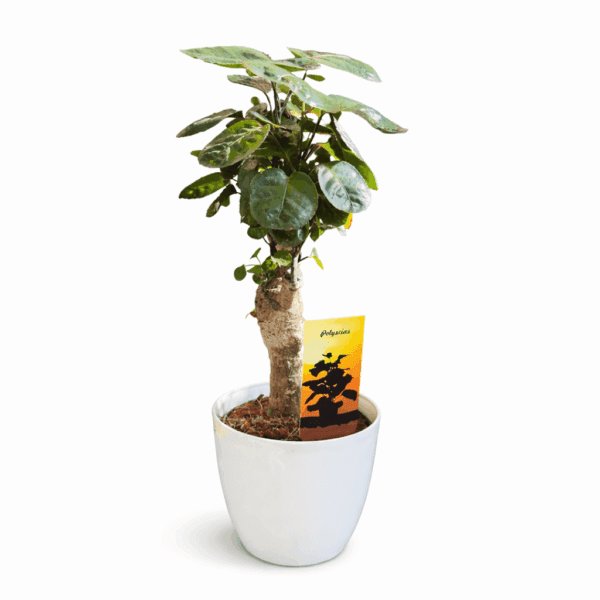 Polyscias scutellaria Fabian 45cm