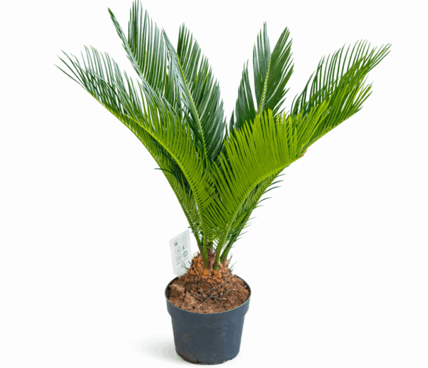 Cycas  70cm
