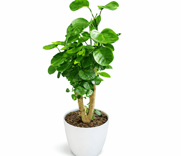 Polyscias scutellaria Fabian 65cm