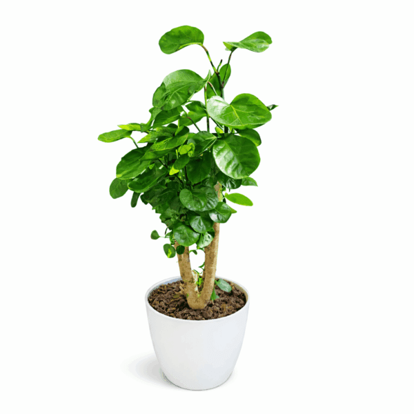 Polyscias scutellaria Fabian 65cm
